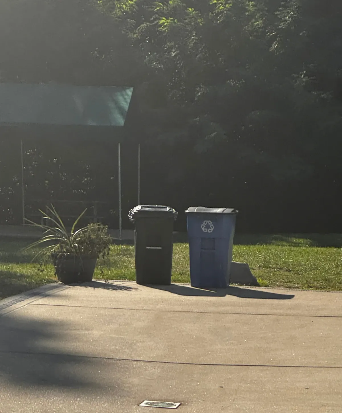 A black trash bin and a blue recycling bin stand on a paved path next to a potted plant and green grass.