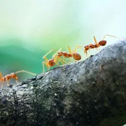 Oxpest Ants