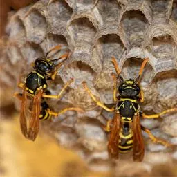 Opest Wasp Nest Removal