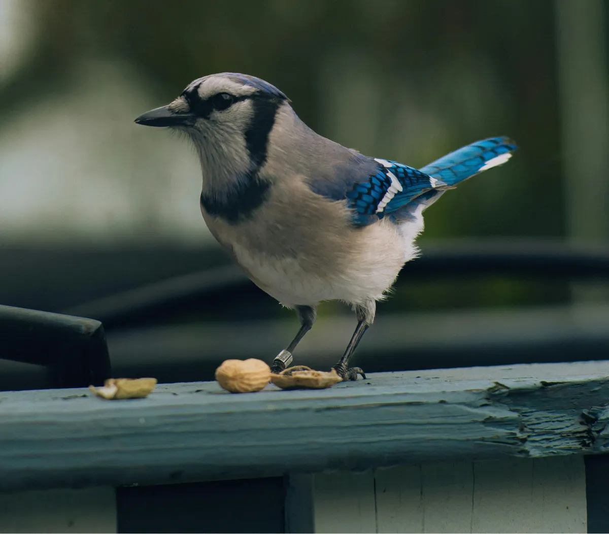 Oxpest Bird Proofing