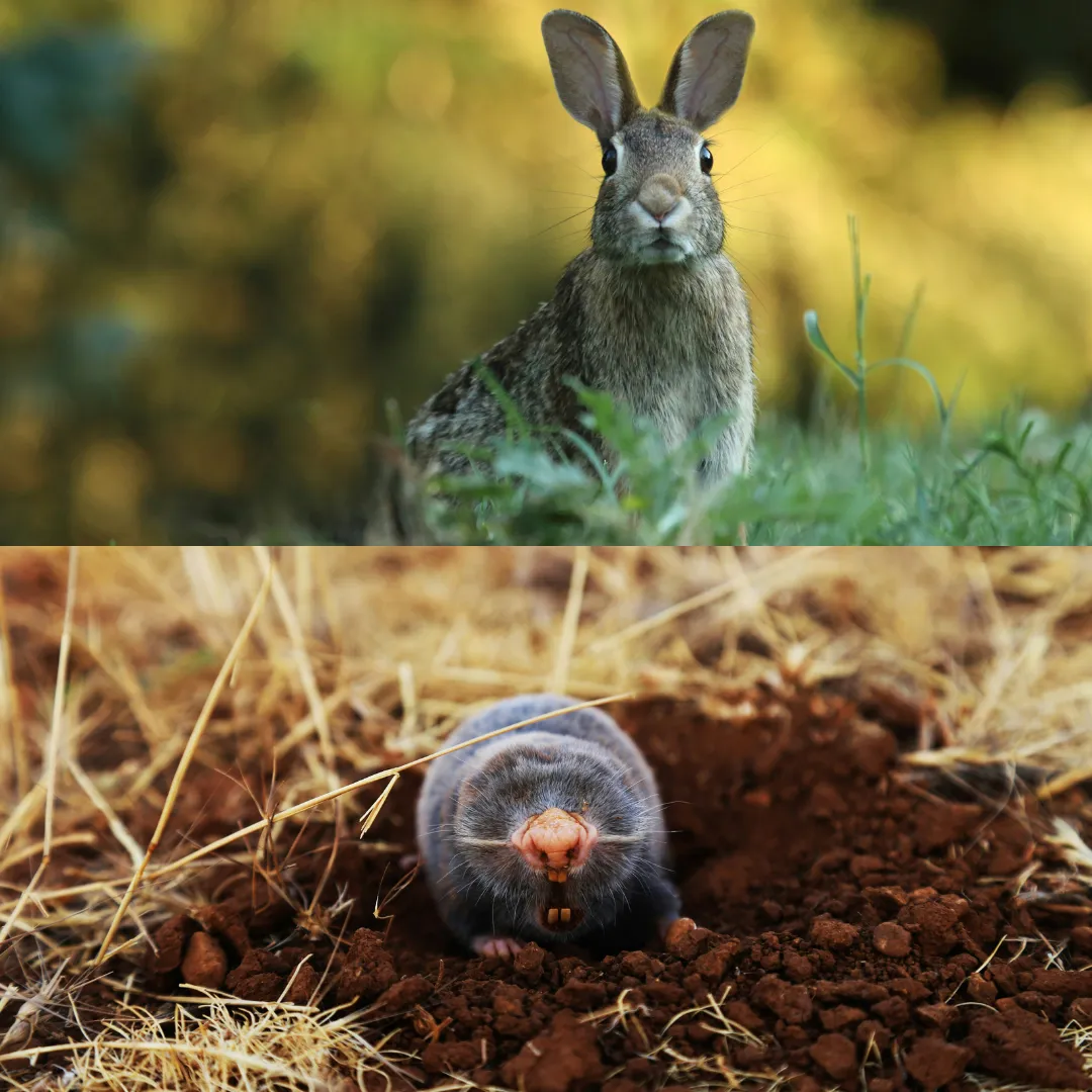 Oxpest Moles & Rabbits