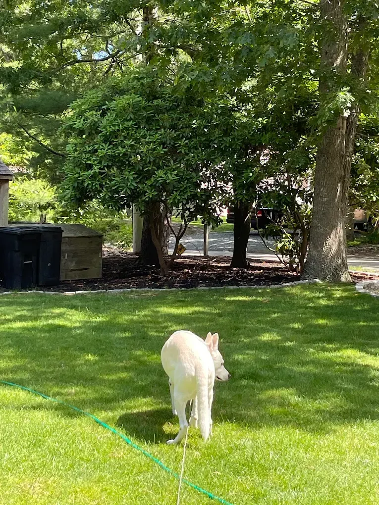 Yard Cleanup in New Bedford