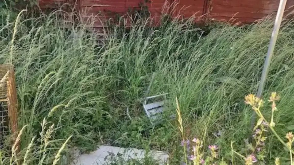 Overgrown Garden Clearance by Clear N Tidy Removals