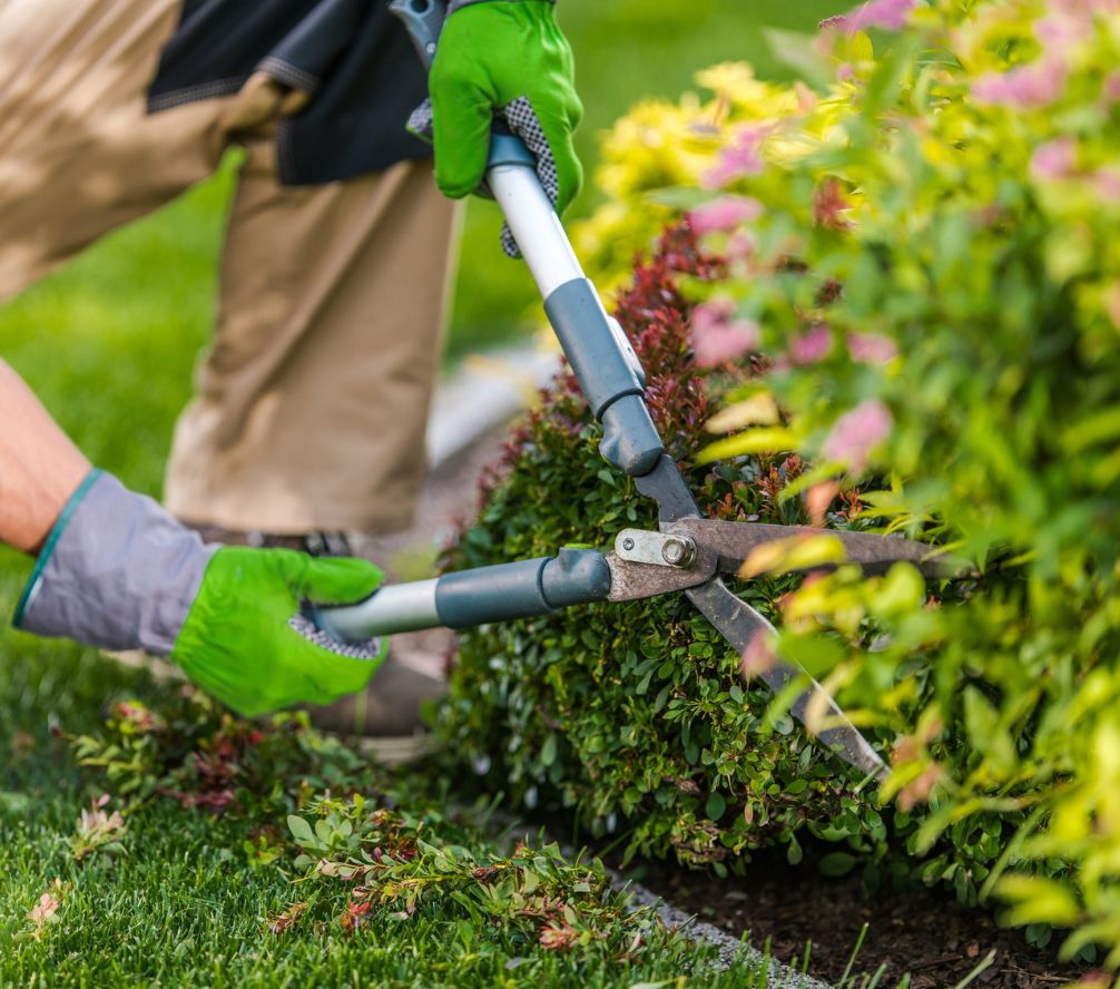 garden cleaning service