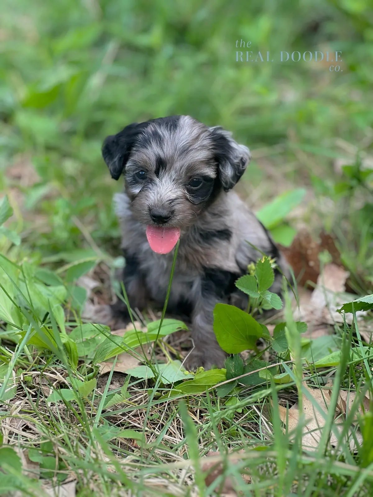 merle pomapoo puppy