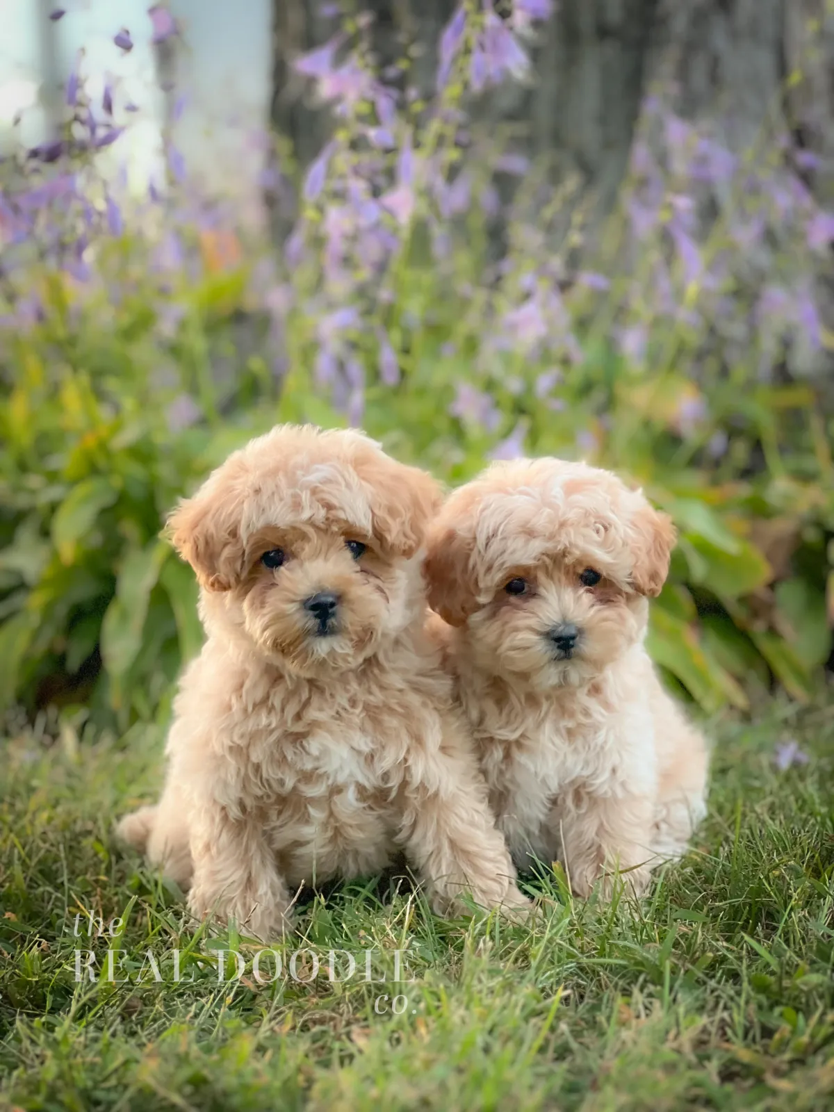 2 super cute F1b Cream Maltipoo Puppies sitting on the grass