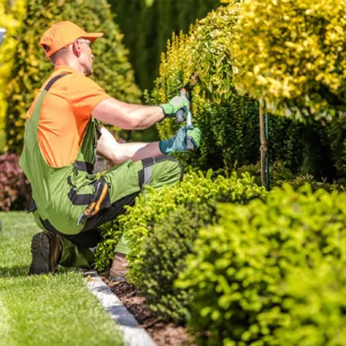 Tree Service