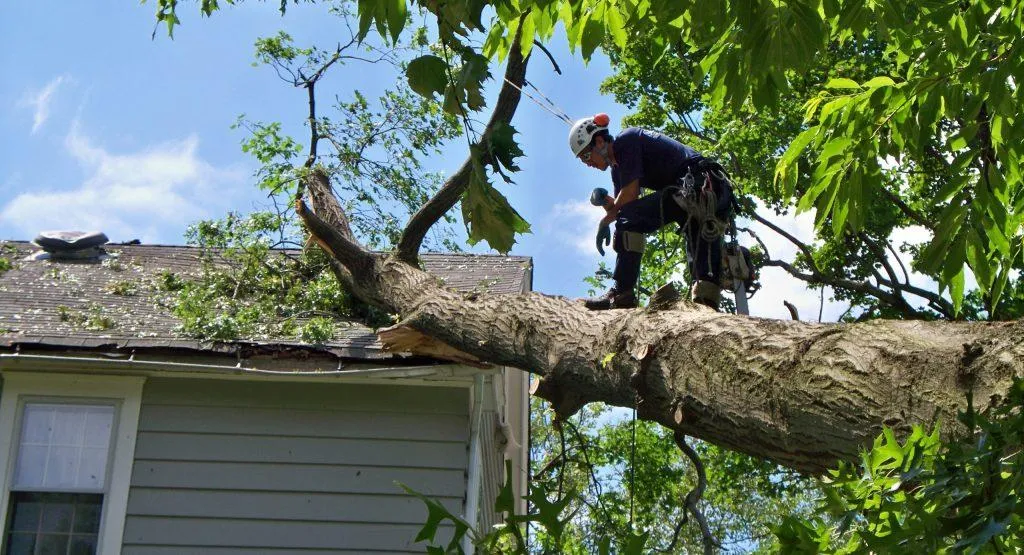 Tree Removal