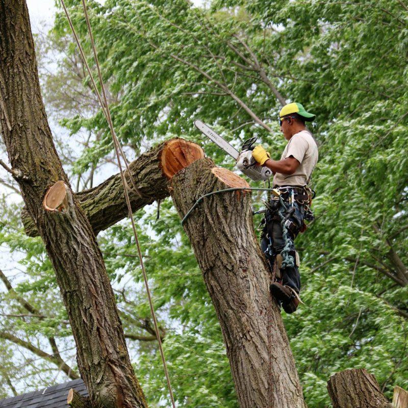 Tree Service