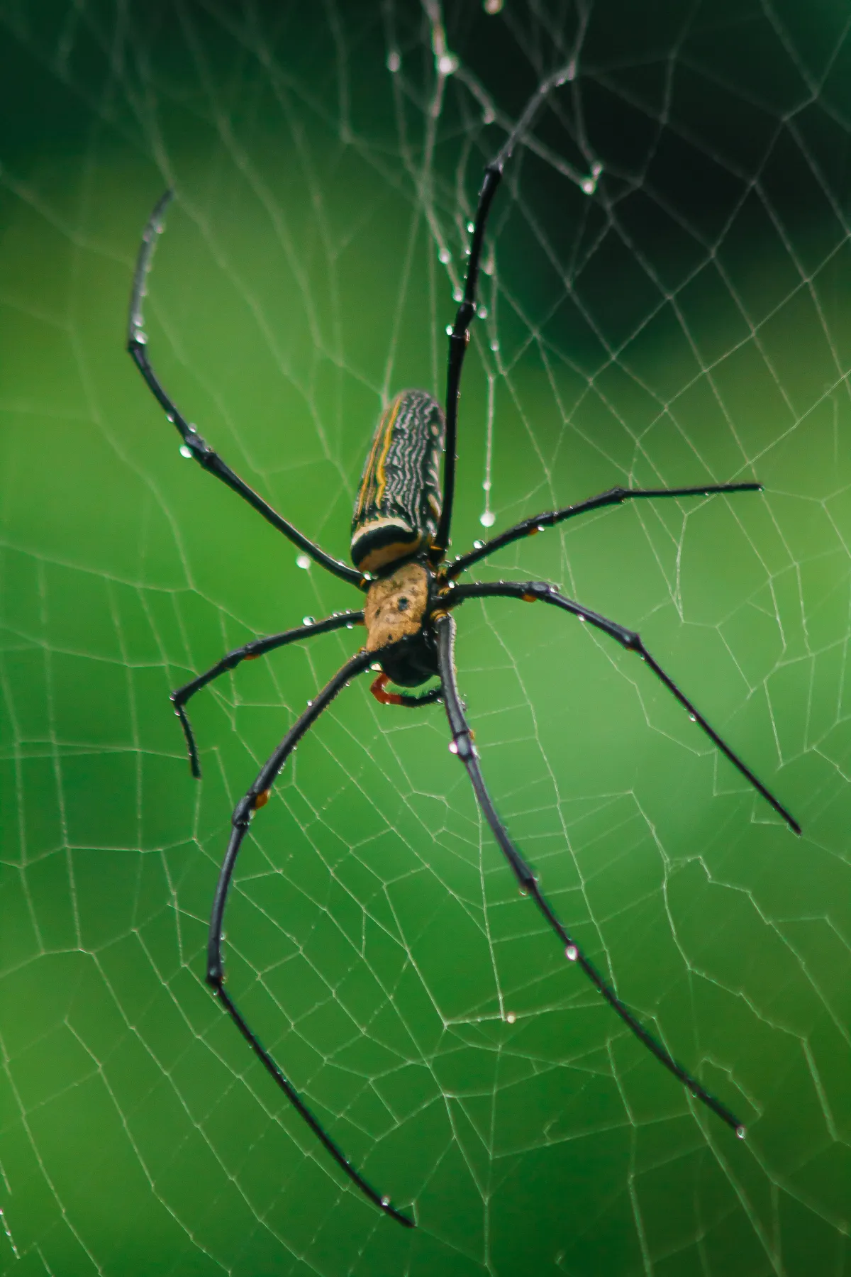 Understanding Spiders | Desert Shield Pest Control - Tucson, AZ