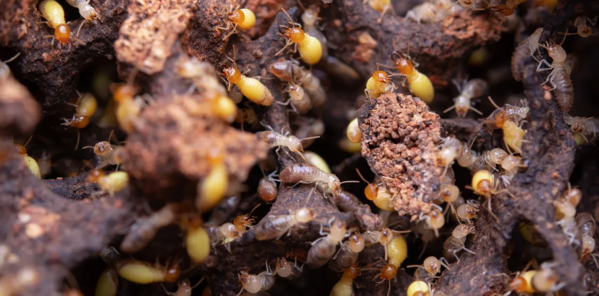 Drywood Termites | Desert Shield Pest Control - Tucson, AZ