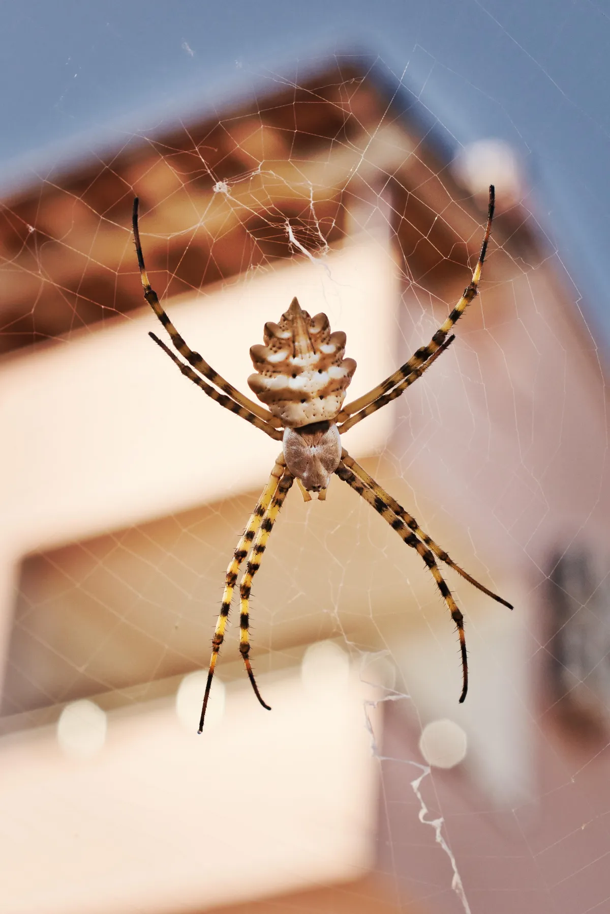 Risks of Spider Infestation | Desert Shield Pest Control - Tucson, AZ