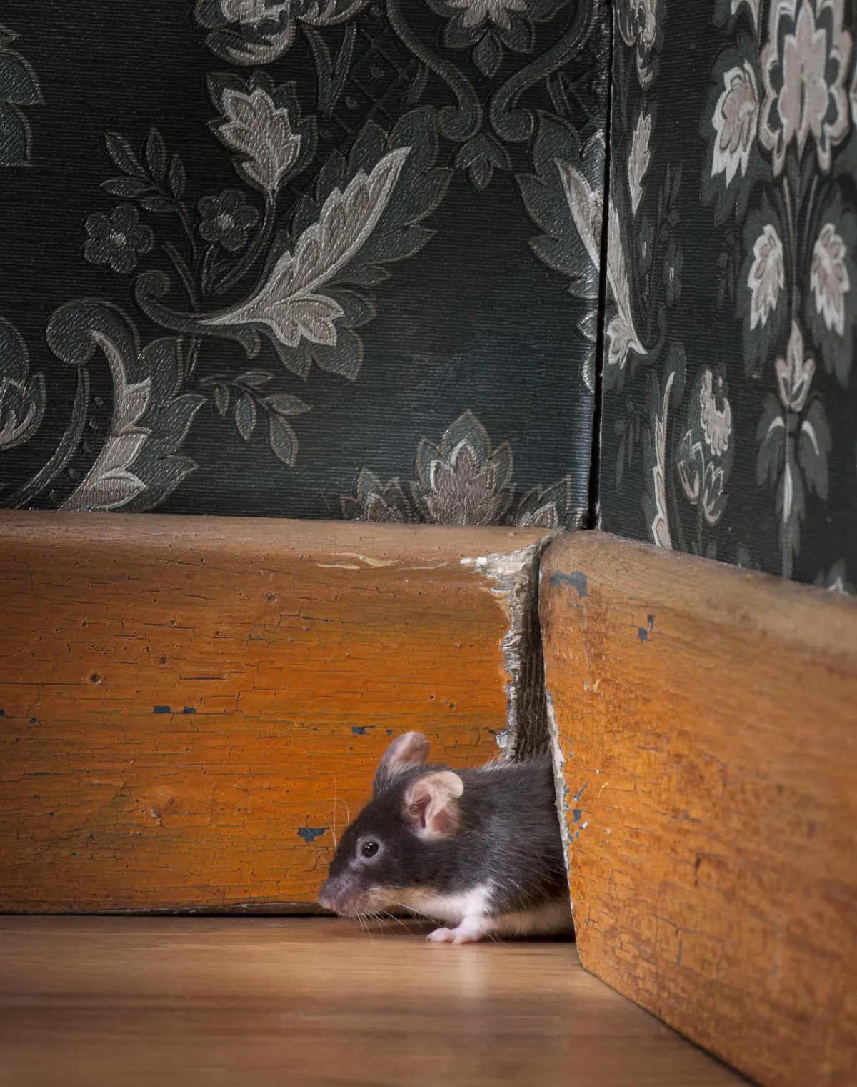 Risks of Rodent Infestation | Desert Shield Pest Control - Tucson, AZ