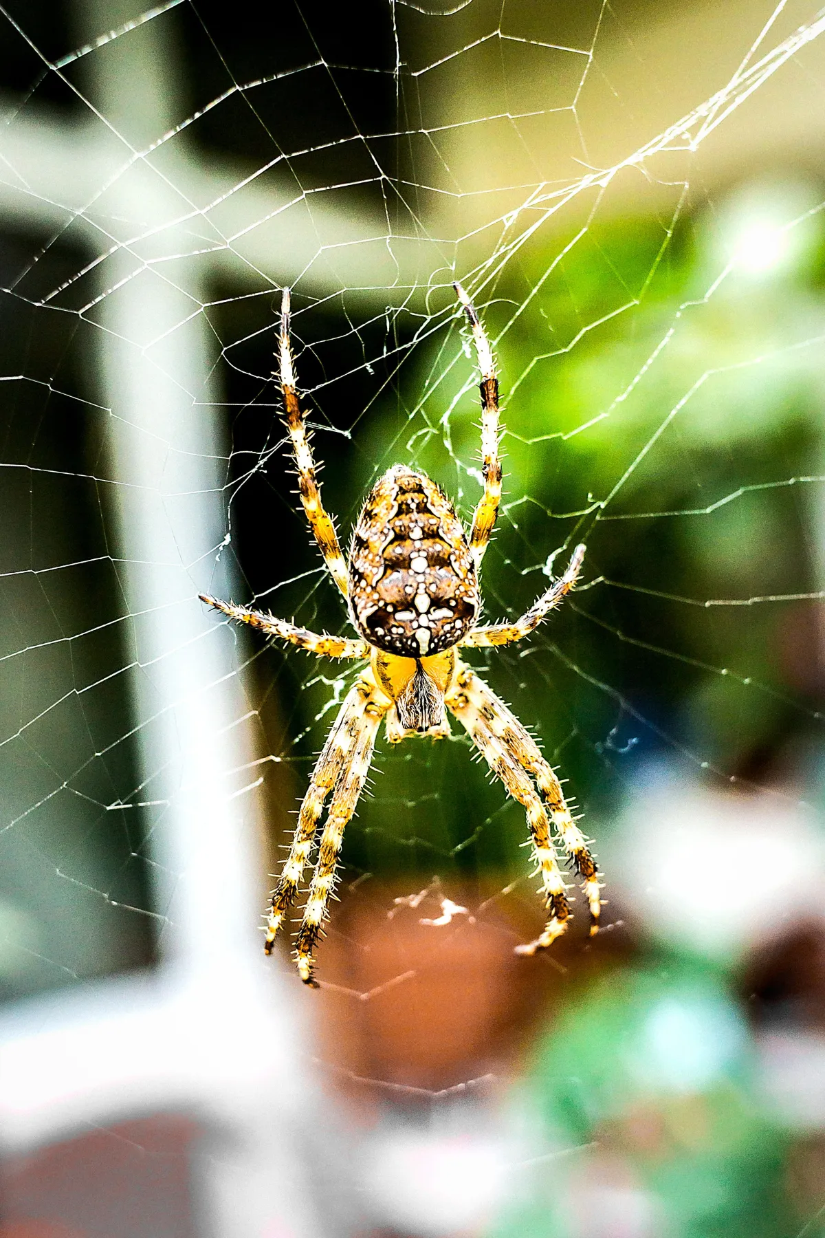 Signs of a Spider Infestation | Desert Shield Pest Control - Tucson, AZ