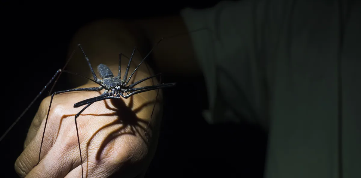 Asian Tiger Mosquito | Desert Shield Pest Control - Tucson, AZ