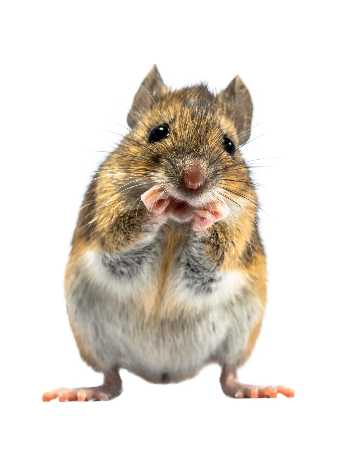 Customized Treatment Plan | Desert Shield Pest Control - Tucson, AZ