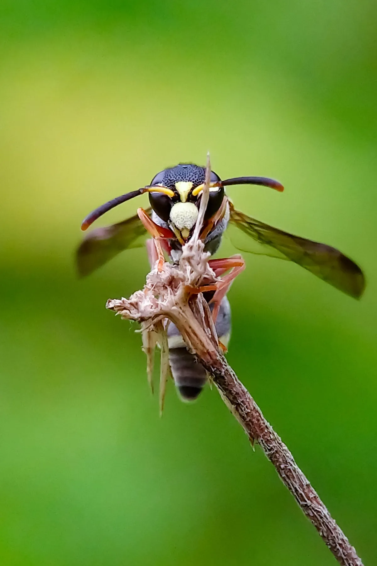 Signs of a Stinging Pest Infestation | Desert Shield Pest Control - Tucson, AZ