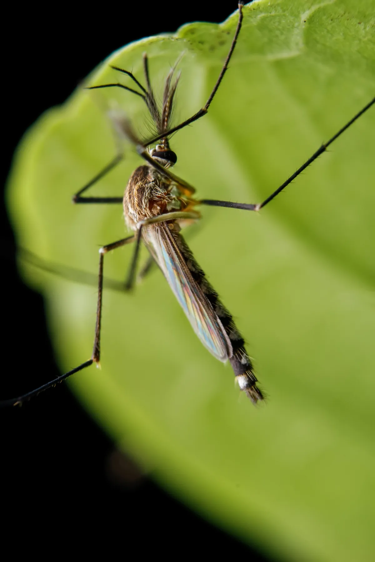 What are Mosquitoes | Desert Shield Pest Control - Tucson, AZ