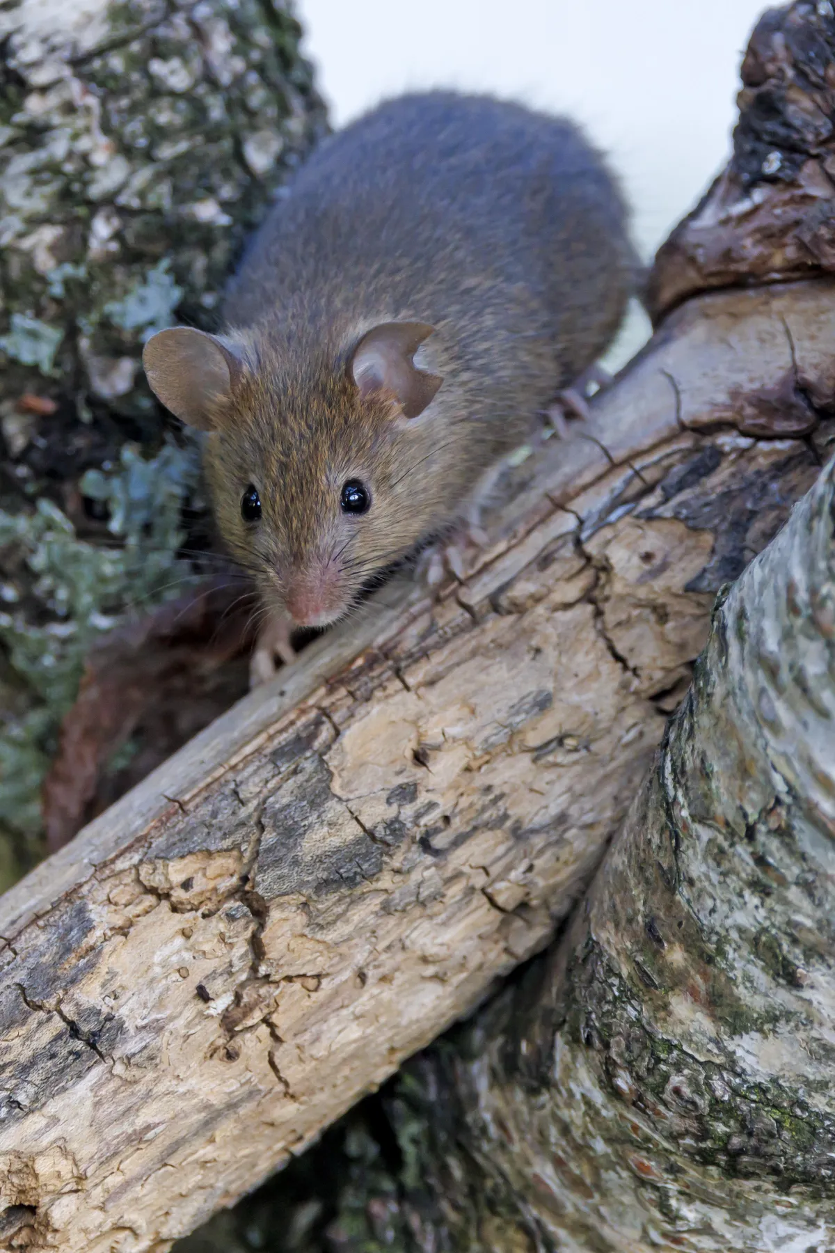 Understanding Rodents | Desert Shield Pest Control - Tucson, AZ