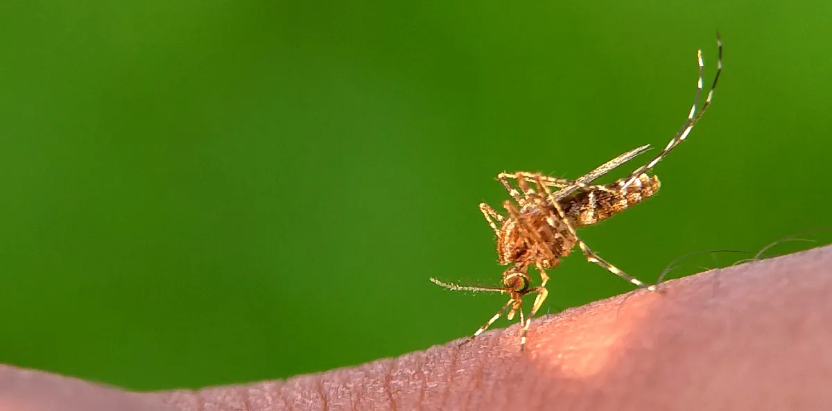 Anopheles Mosquito | Desert Shield Pest Control - Tucson, AZ