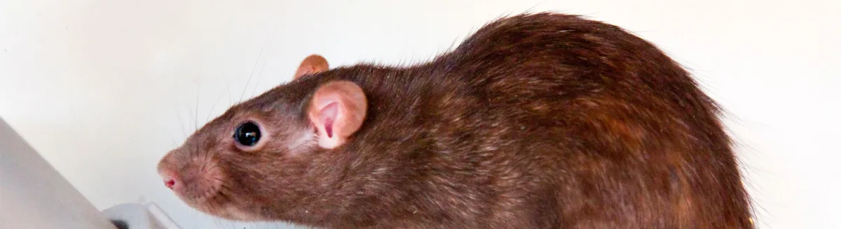 Prevention Strategies | Desert Shield Pest Control - Tucson, AZ