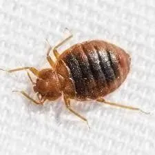 Understanding Bed Bugs | Desert Shield Pest Control - Tucson, AZ