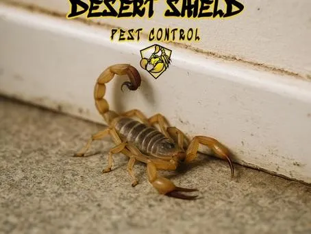 Professional Solutions for Scorpion Infestations | Desert Shield Pest Control - Tucson, AZ