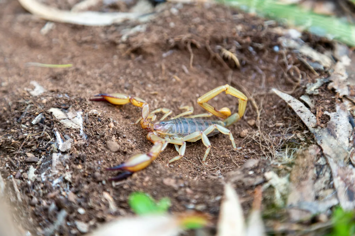 Outdoor Shelters | Desert Shield Pest Control - Tucson, AZ