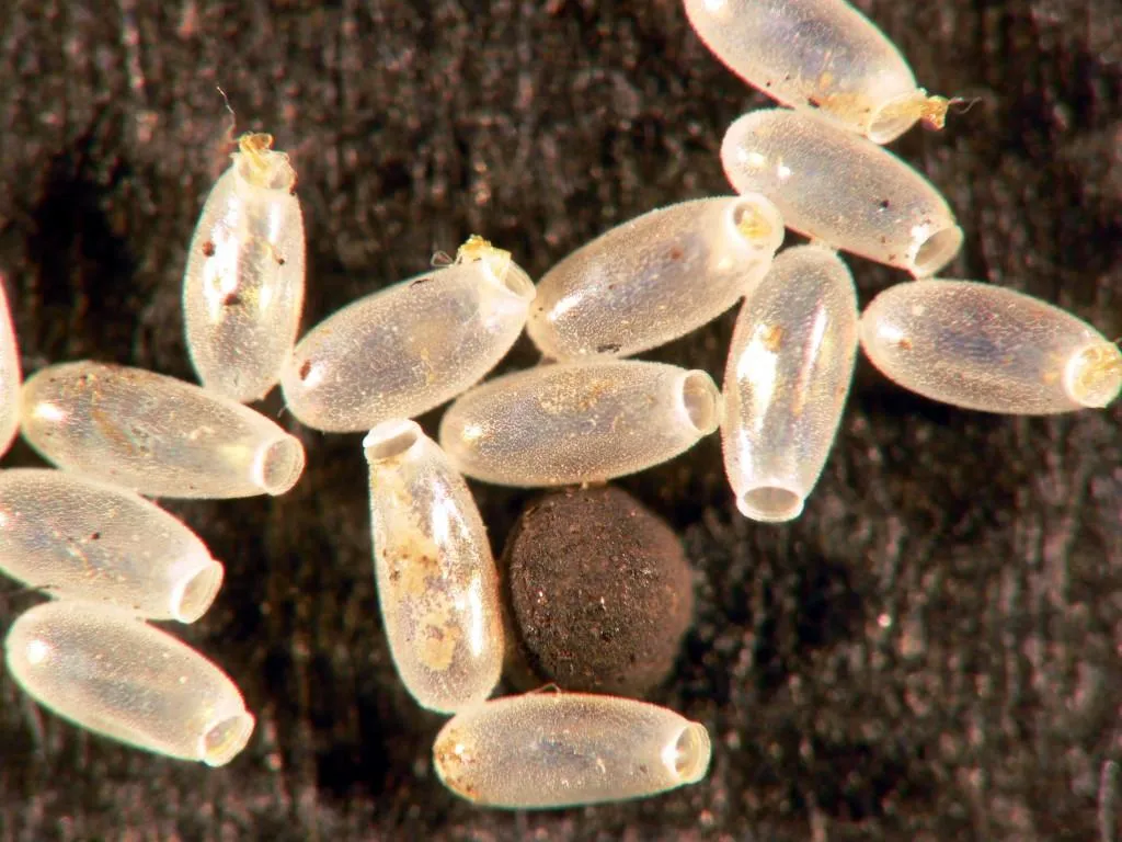 Bed Bug Eggs | Desert Shield Pest Control - Tucson, AZ