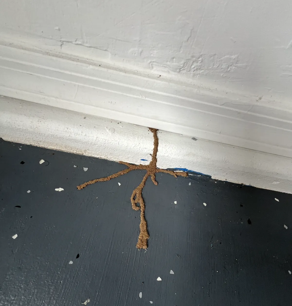 What are Termites? | Desert Shield Pest Control - Tucson, AZ