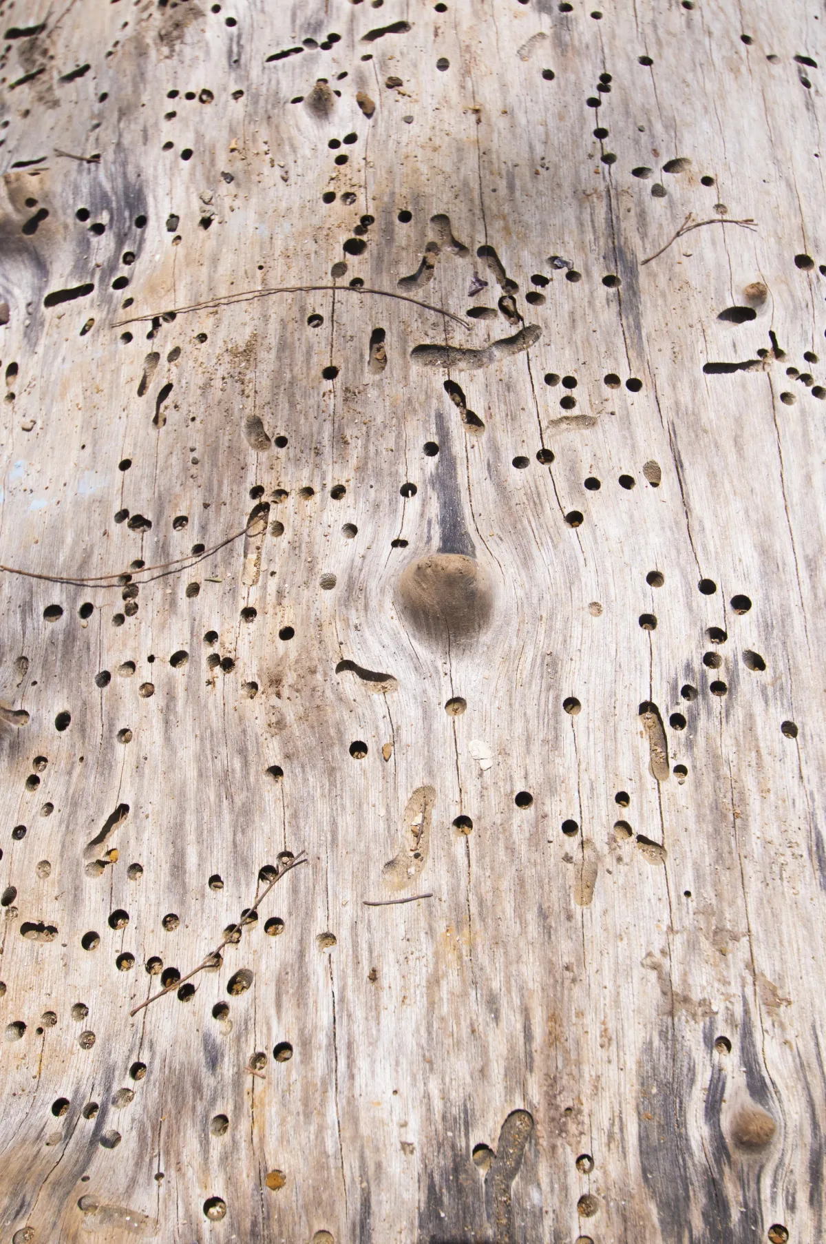 Signs of a Termite Infestation | Desert Shield Pest Control - Tucson, AZ