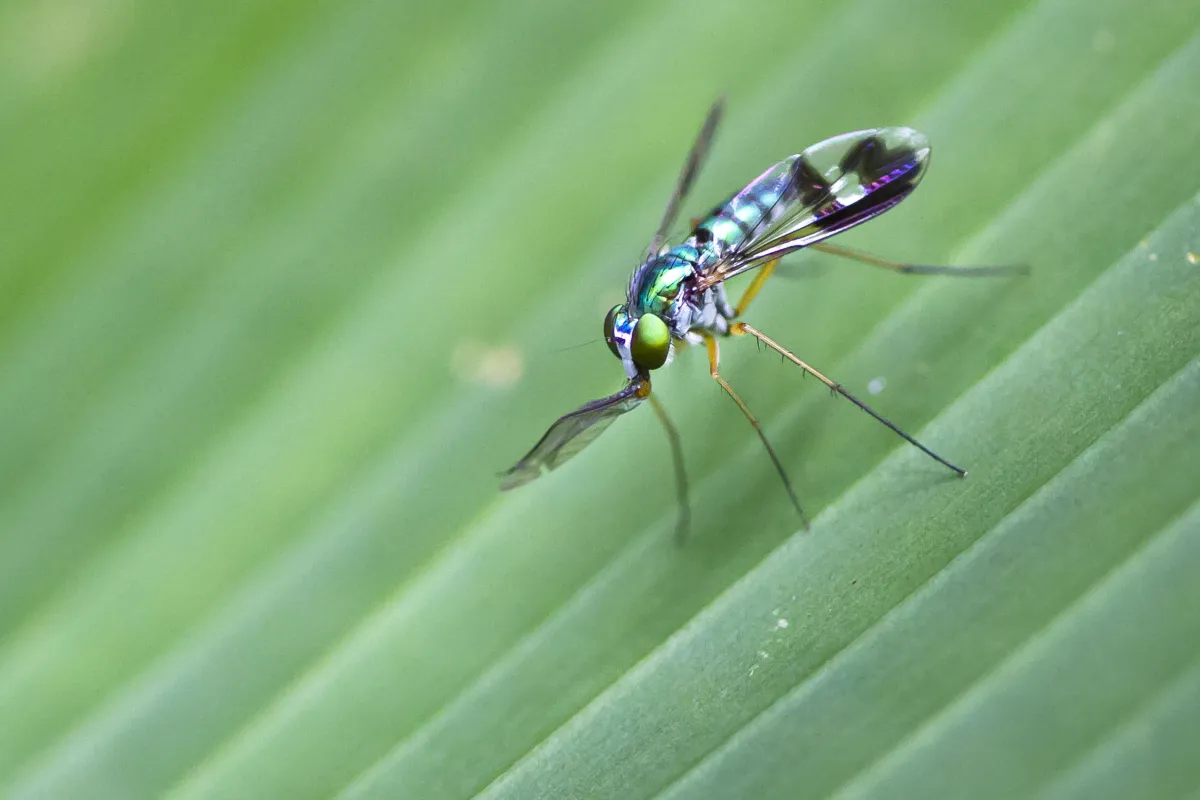 Thorough Inspection | Desert Shield Pest Control - Tucson, AZ