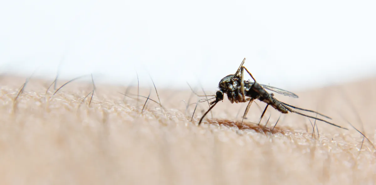 Culex Mosquito | Desert Shield Pest Control - Tucson, AZ