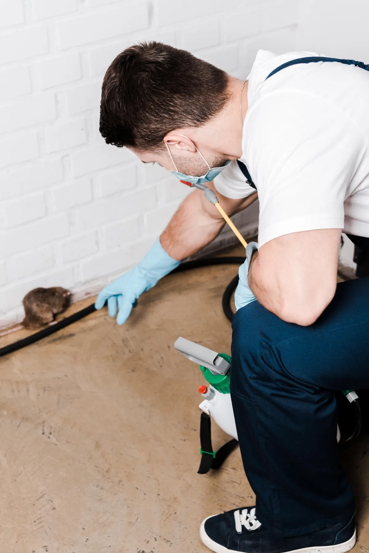 Risks of Rodent Infestation | Desert Shield Pest Control - Tucson, AZ