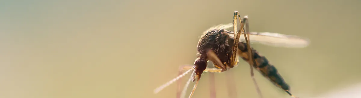 Prevention Strategies | Desert Shield Pest Control - Tucson, AZ