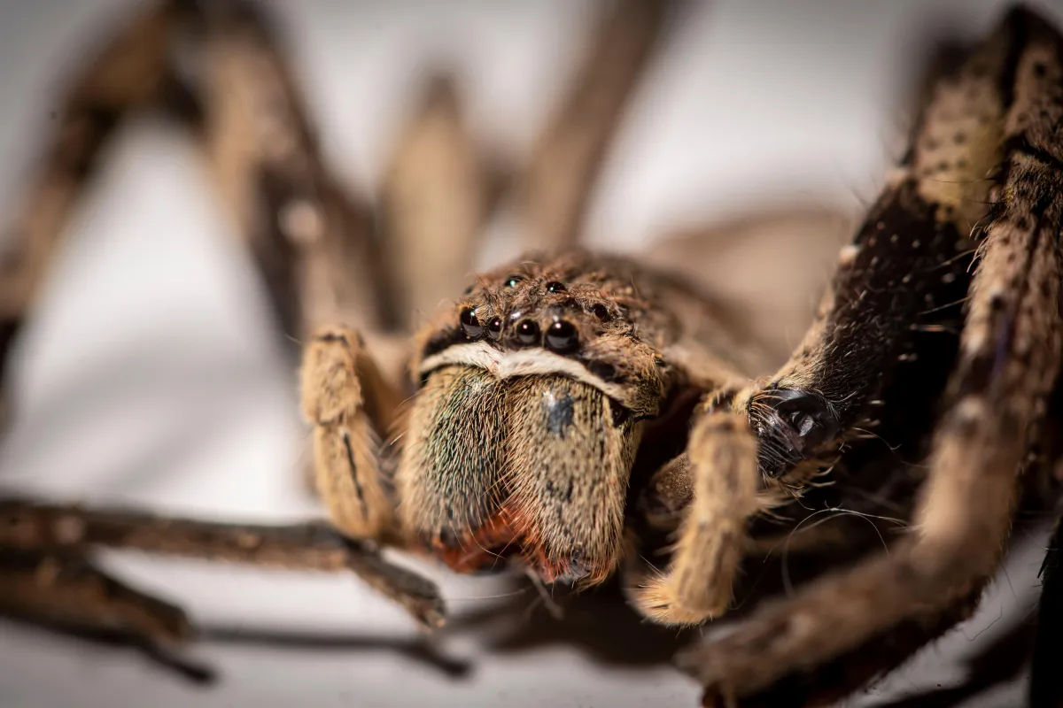 House Spiders | Desert Shield Pest Control - Tucson, AZ