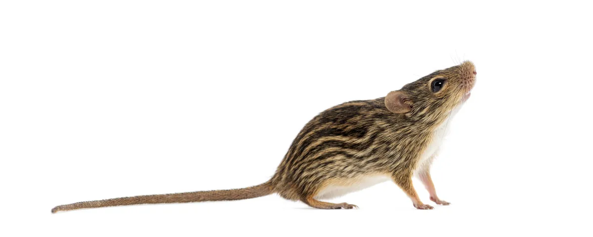 Norway Rat | Desert Shield Pest Control - Tucson, AZ