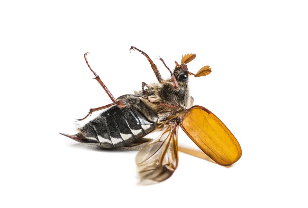 Thorough Inspection | Desert Shield Pest Control - Tucson, AZ