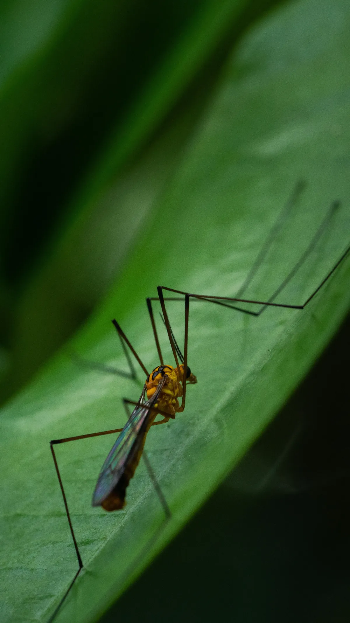 Signs of an Mosquito Infestation | Desert Shield Pest Control - Tucson, AZ