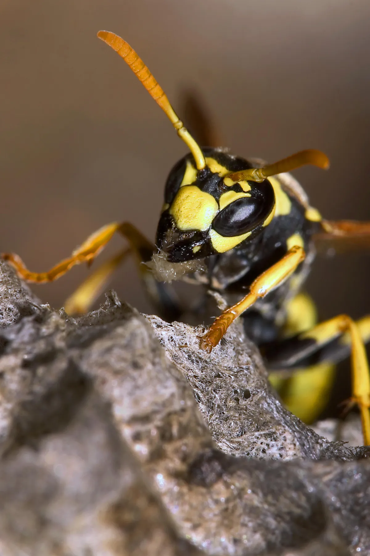 Customized Treatment Plans | Desert Shield Pest Control - Tucson, AZ