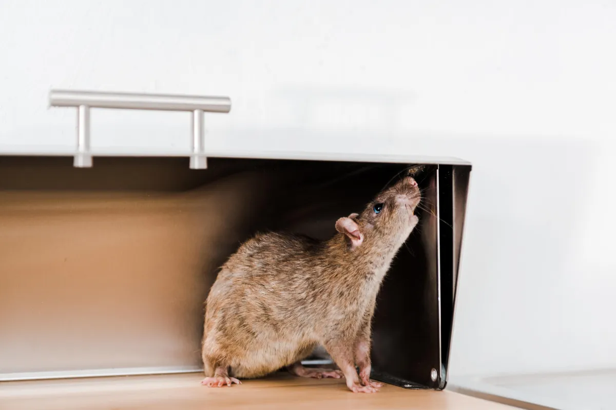 Comprehensive Rodent Control Approach | Desert Shield Pest Control - Tucson, AZ