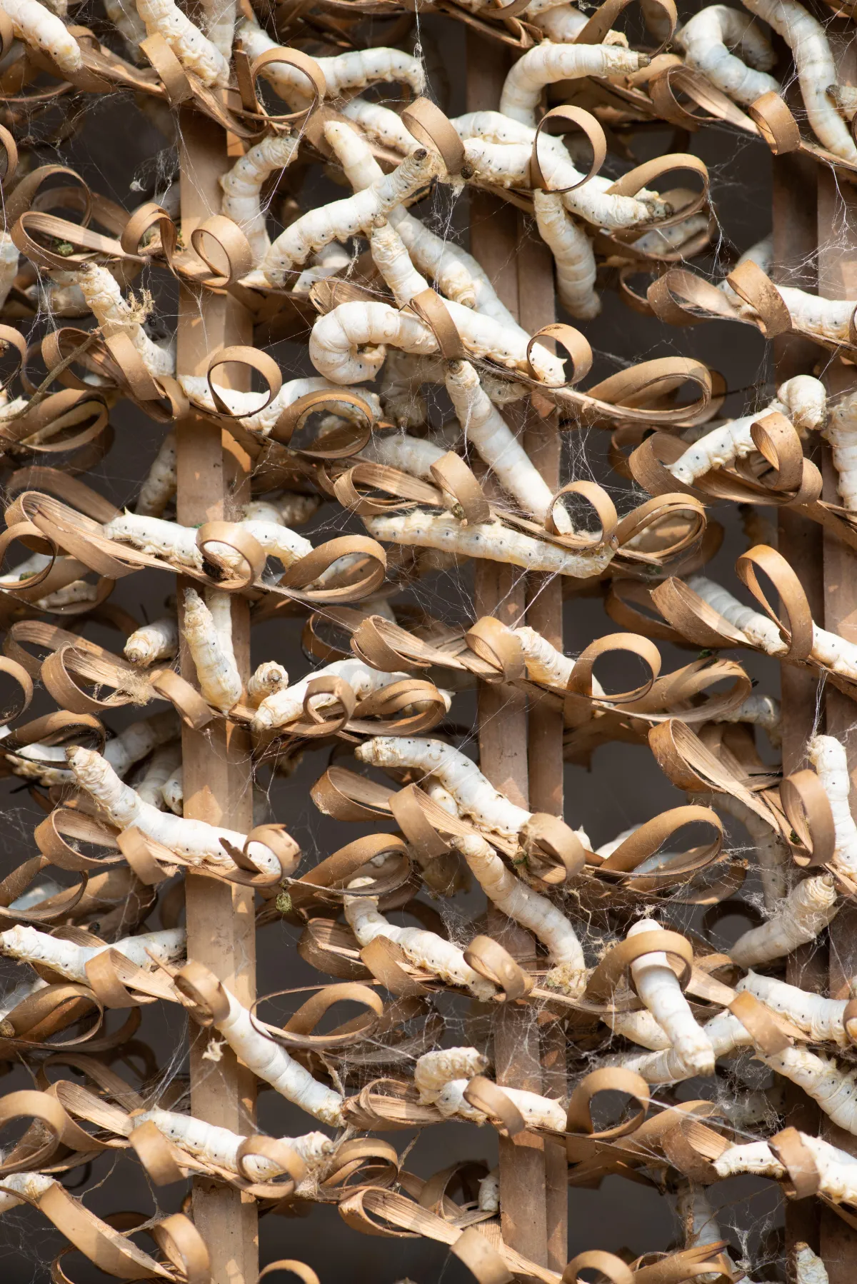 Risks of Termite Infestation | Desert Shield Pest Control - Tucson, AZ