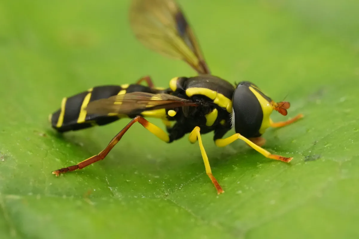 Wasps | Desert Shield Pest Control - Tucson, AZ