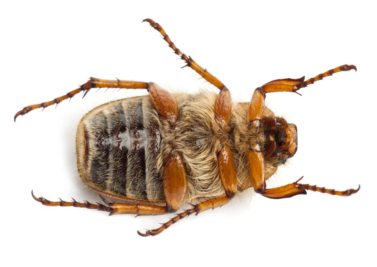 Adult Bed Bugs | Desert Shield Pest Control - Tucson, AZ