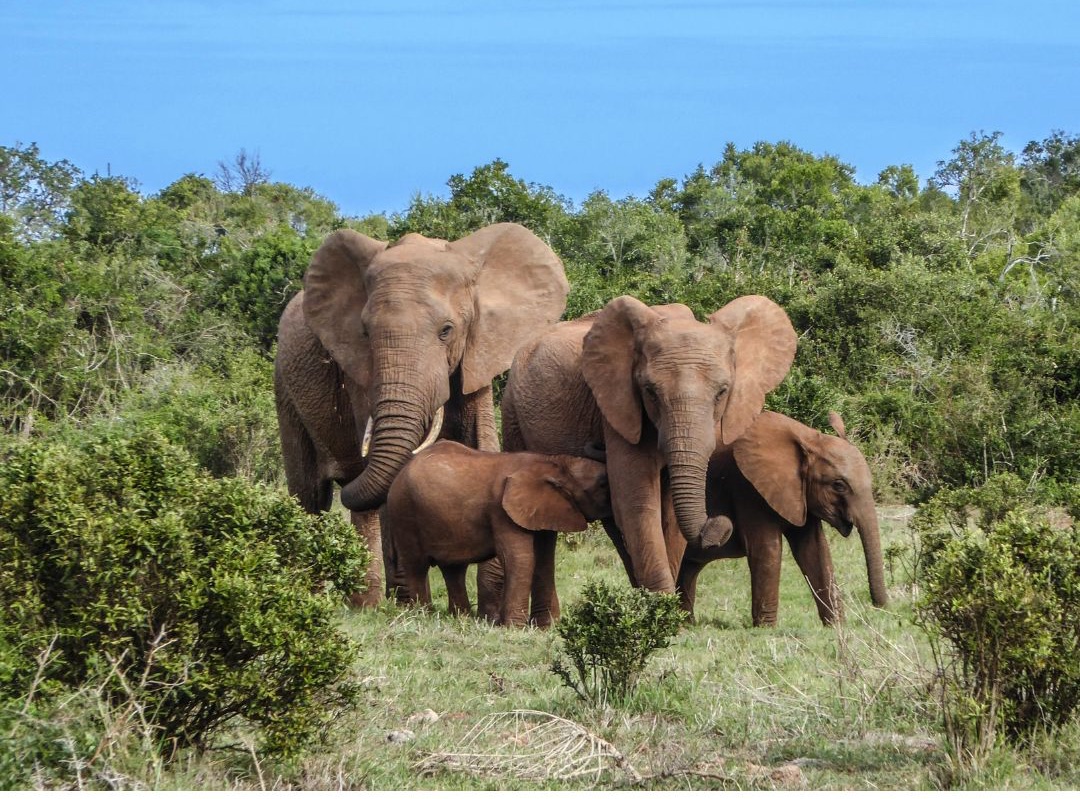 Group of elephants representing a matriarchial community where mothers and providers re-define postpartum support
