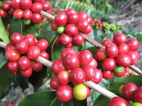 Fresh coffee cherries ripening on a branch under morning light, representing the raw supply at the center of the 2026 price surge