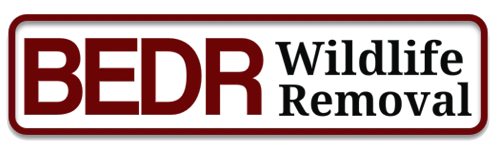 Wildlife Remval
