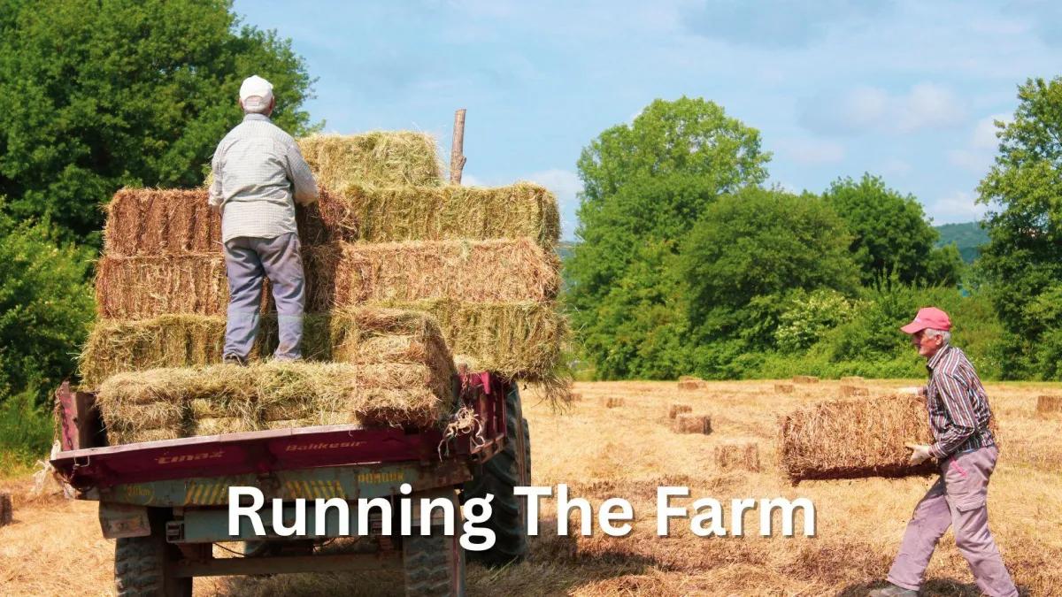 a tractor and trailer in a field which has just been cut for hay a farmer is on a pile of hay bales in the trailor while another farmer carries a bale of hay towards the trailer