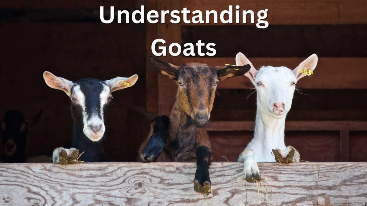 three goats looking over a wooden rail