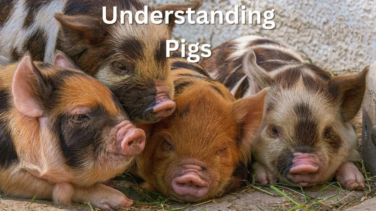 four kune kune piglets snuggling together